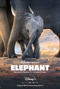 دانلود مستند Elephant 2020 فیل38728-497984189