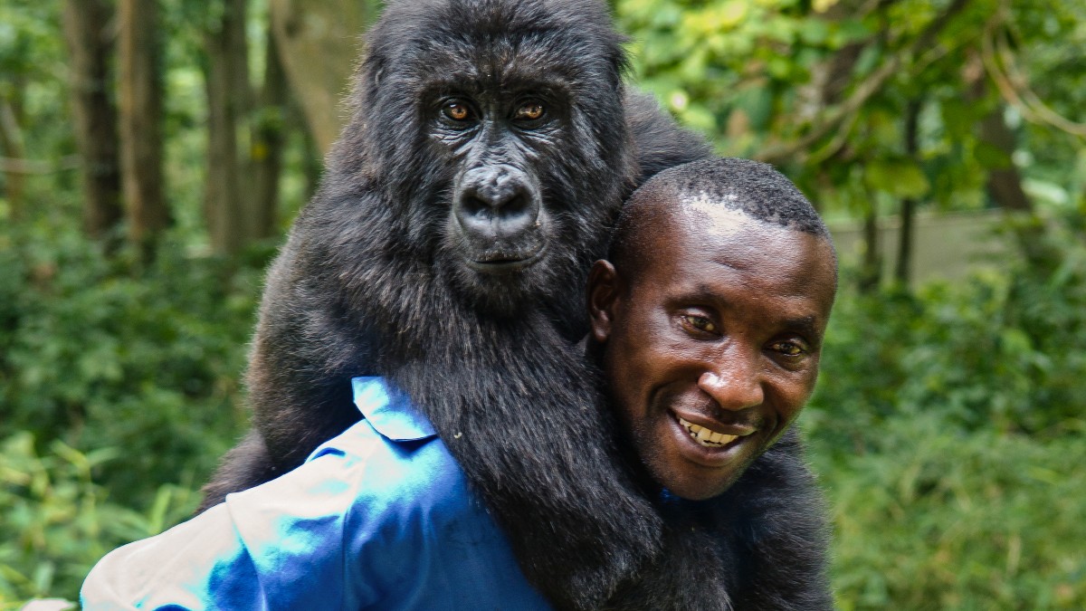دانلود مستند Virunga 2014