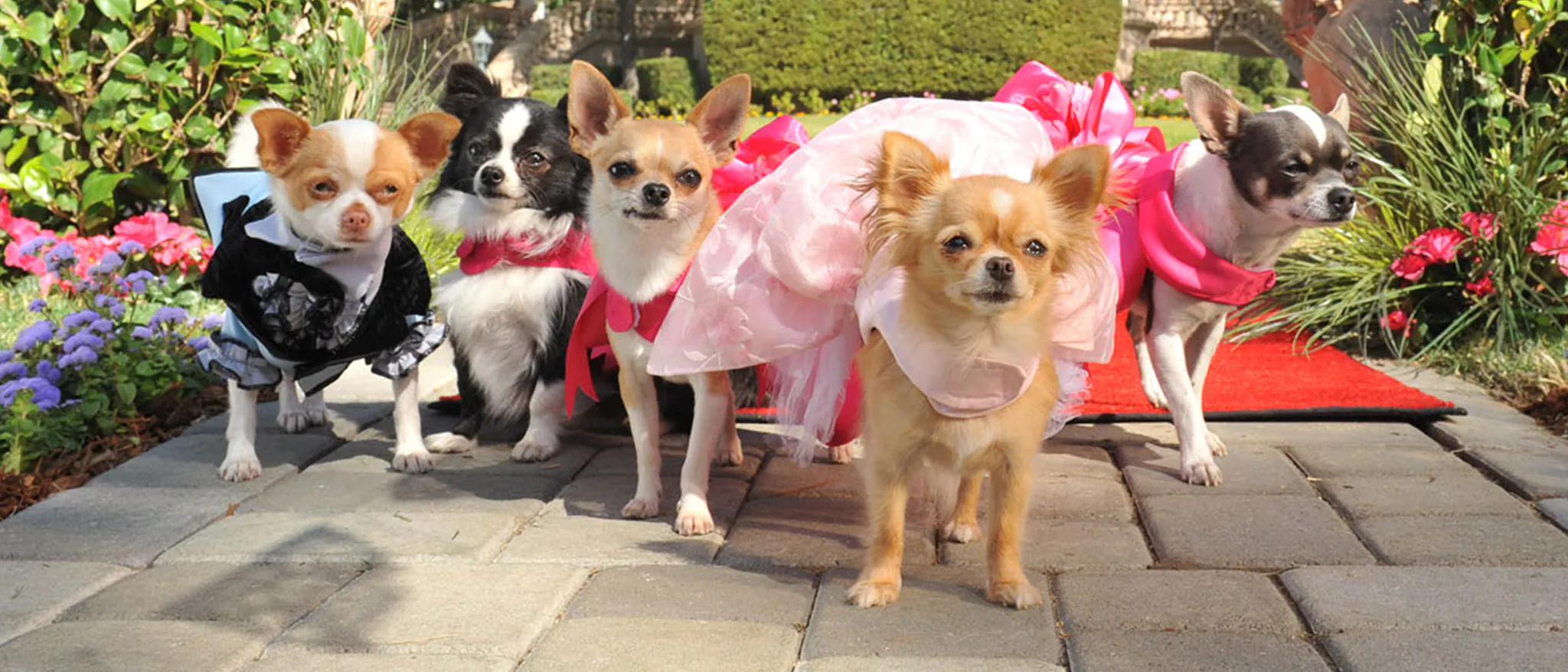 دانلود فیلم Beverly Hills Chihuahua 3: Viva La Fiesta! 2012