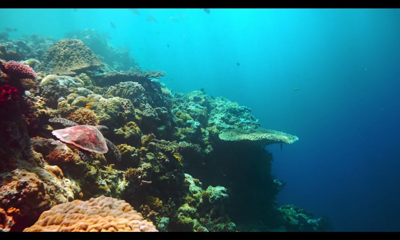 دانلود مستند The Last Reef 2012
