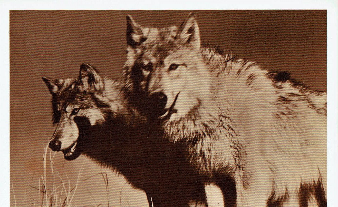 دانلود فیلم The Legend of Lobo 1962