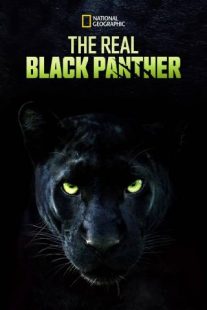 دانلود فیلم The Real Black Panther 2020229564-433368250