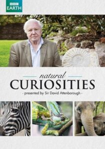 دانلود سریال Natural Curiosities382054-758335789