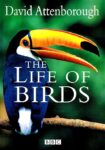 دانلود مستند The Life of Birds