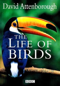دانلود مستند The Life of Birds382058-89159790