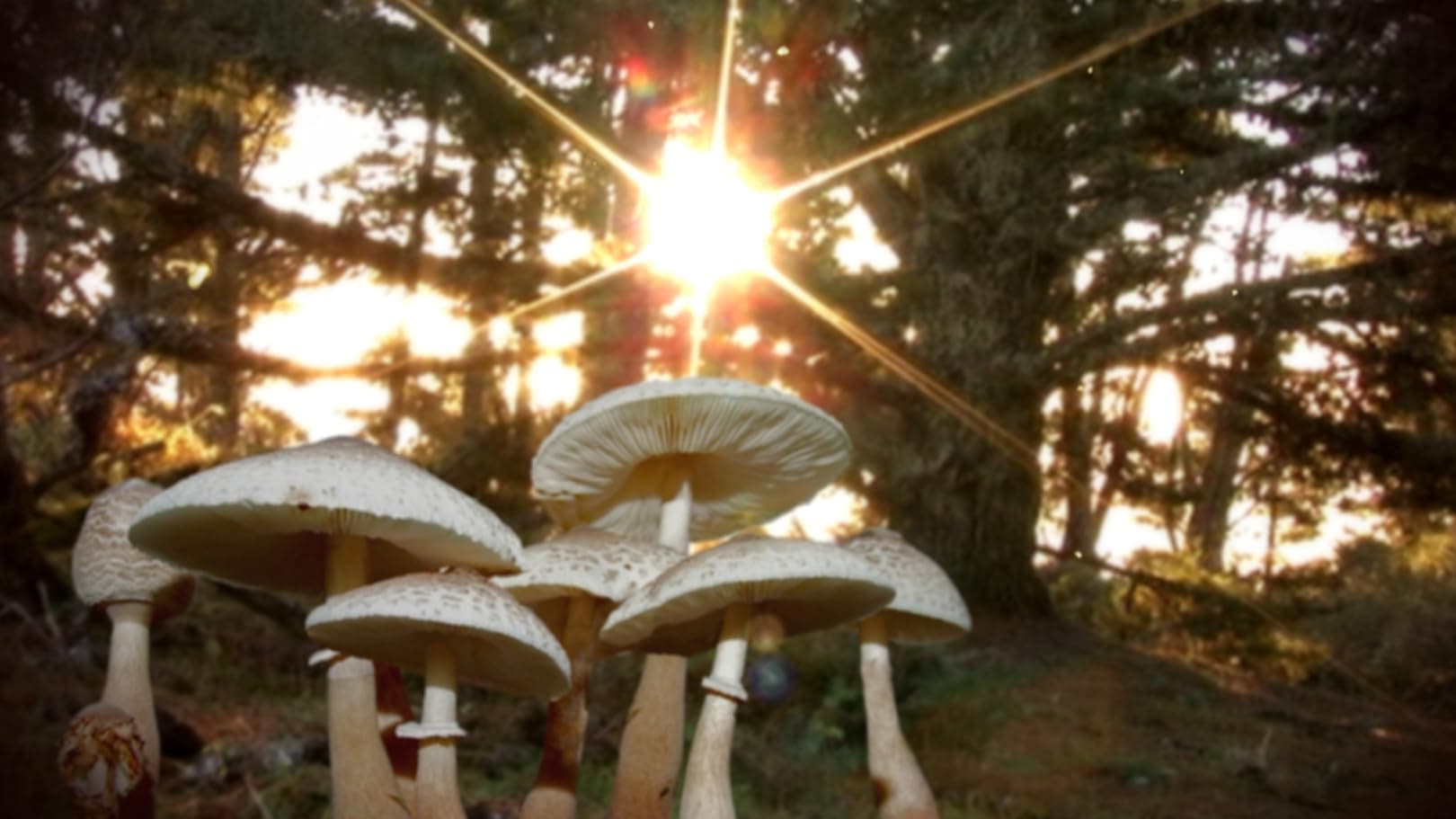 دانلود فیلم Know Your Mushrooms 2008
