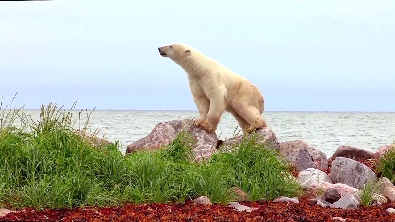 دانلود فیلم Polar Bears: A Summer Odyssey 2012