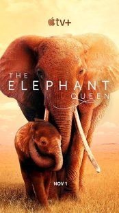 دانلود فیلم The Elephant Queen 2018441570-1953467595