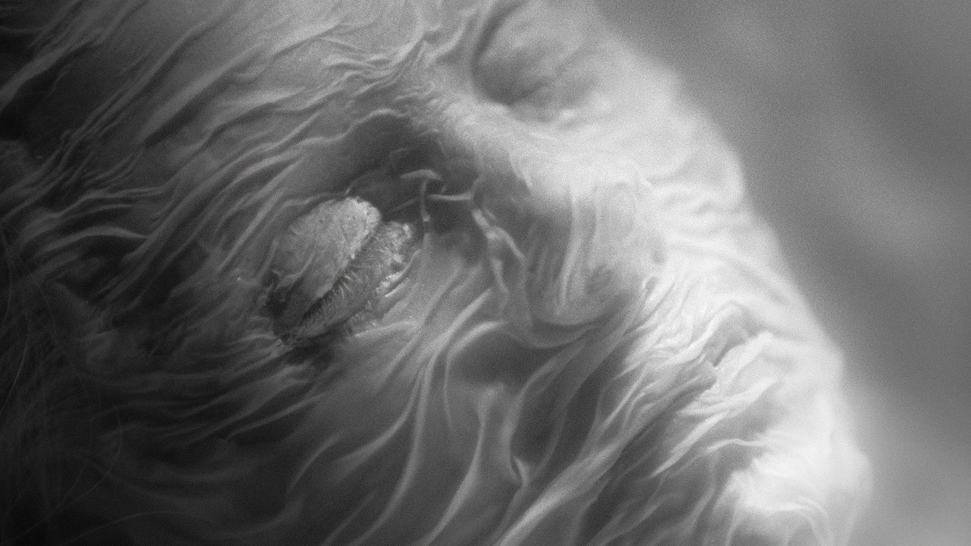 دانلود فیلم Else 2024