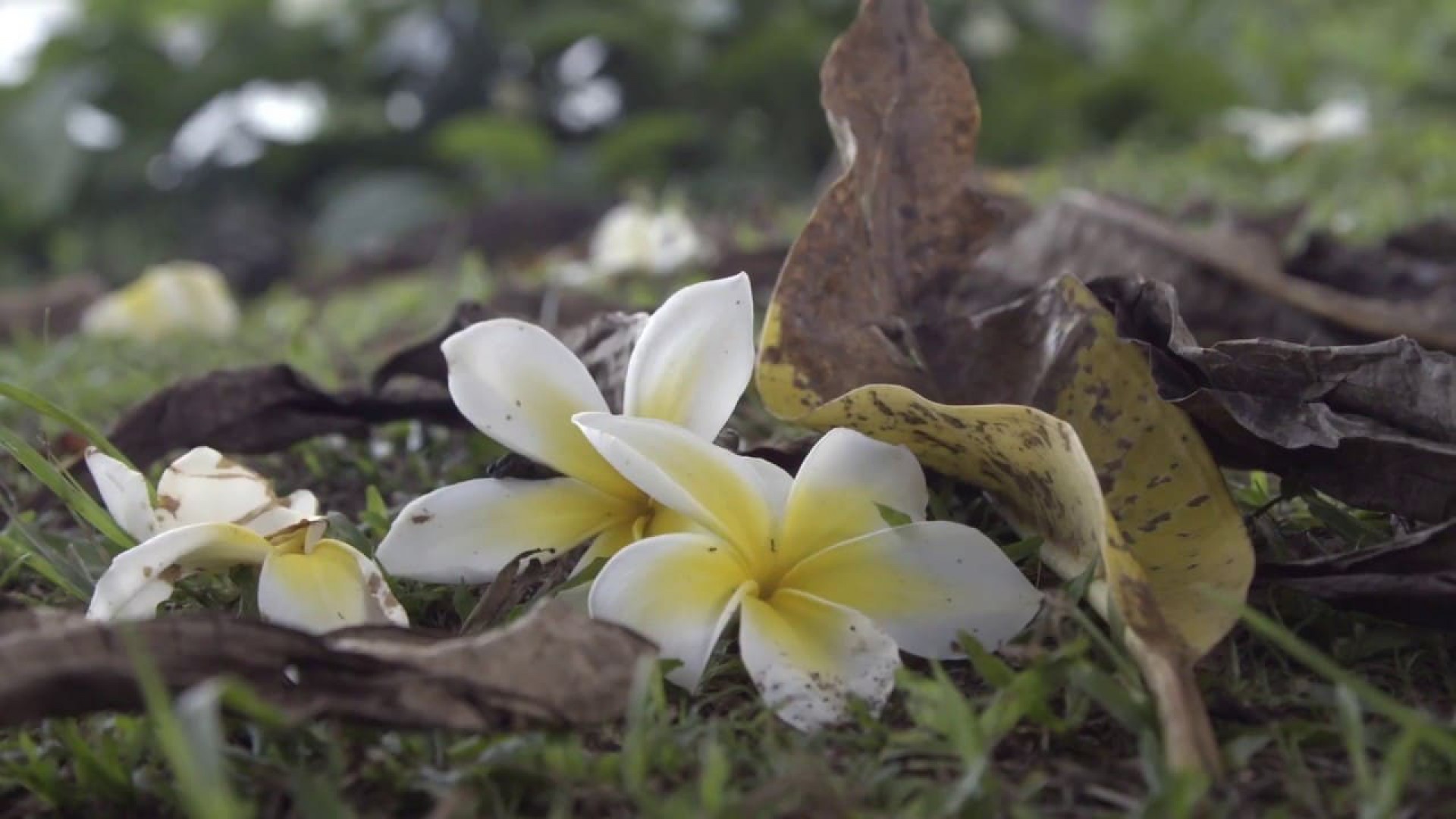 دانلود مستند Ram Dass Going Home 2017